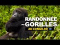 Gorilles des montagnes au congo sud  kivu
