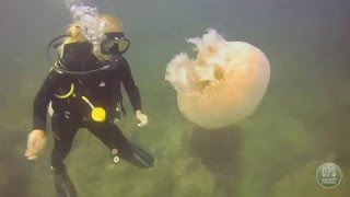 Russian Waltz and Thai jellyfish