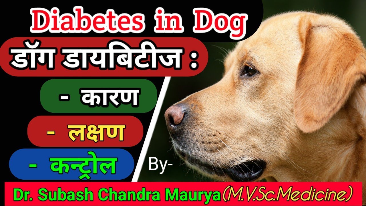 Diabetes In Dogs : Causes, Symptoms And Control| Dog Me Madhumeh Rog | Canine Diabetes | Doctor Pets
