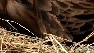 Decorah North Eagles - Welcome eaglet DN15 \/explore.org 3\/26\/22