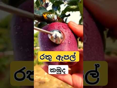 රතු ඇපල් | ඇපල් | red apple 🍎 #fruit #shorts #viralvideo