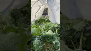 Grow Veggies All Winter In A Cheap Easy Hoophouse