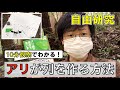 【自由研究】アリはどうやって行列をつくる？『アリ語で寝言を言いました』を読んで検証してみた