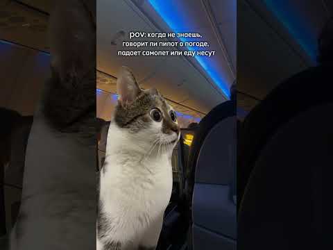 «кися» #футажи #fypシ゚viral #catmemes #cat #котики #мемыскотами #мемы #рекомендации insta@kotikontent