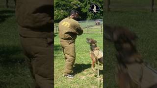 Working the out #k9 #decoy #patrol #bitework #shorts