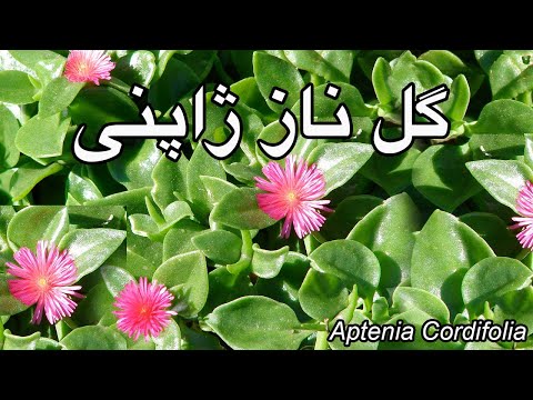 تصویری: پلاتیکودون معجزه گر ژاپنی. تولید مثل ، پرورش