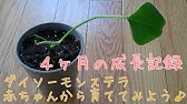 全部100均 モンステラのフェイクグリーンをdiyしてみた Youtube