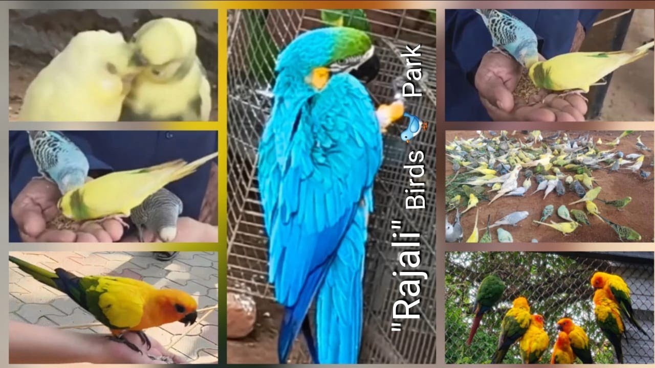 Rajali Birds Park in Tanjavur 🤩 Opp. Thanjavur Big Temple 🙏| Pragalya S