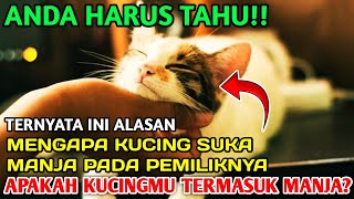Download Lagu Ternyata Ini Alasan Kucing Suka Manja Pada Pemiliknya - Hoki Tv MP3 Download Lagu Ternyata Ini Alasan Kucing Suka Manja Pada Pemiliknya - Hoki Tv MP3