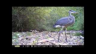 Willow Island Trail Camera, part 2