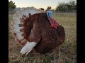 In Tribute: The Life of Thanksgiving, the Bourbon Red Turkey