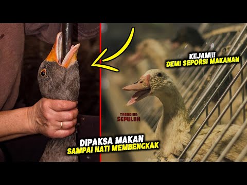 Video: Apa Itu Foie Gras?