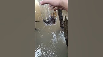 Lợp tự chế bằng chai nhựa dính cá rồi