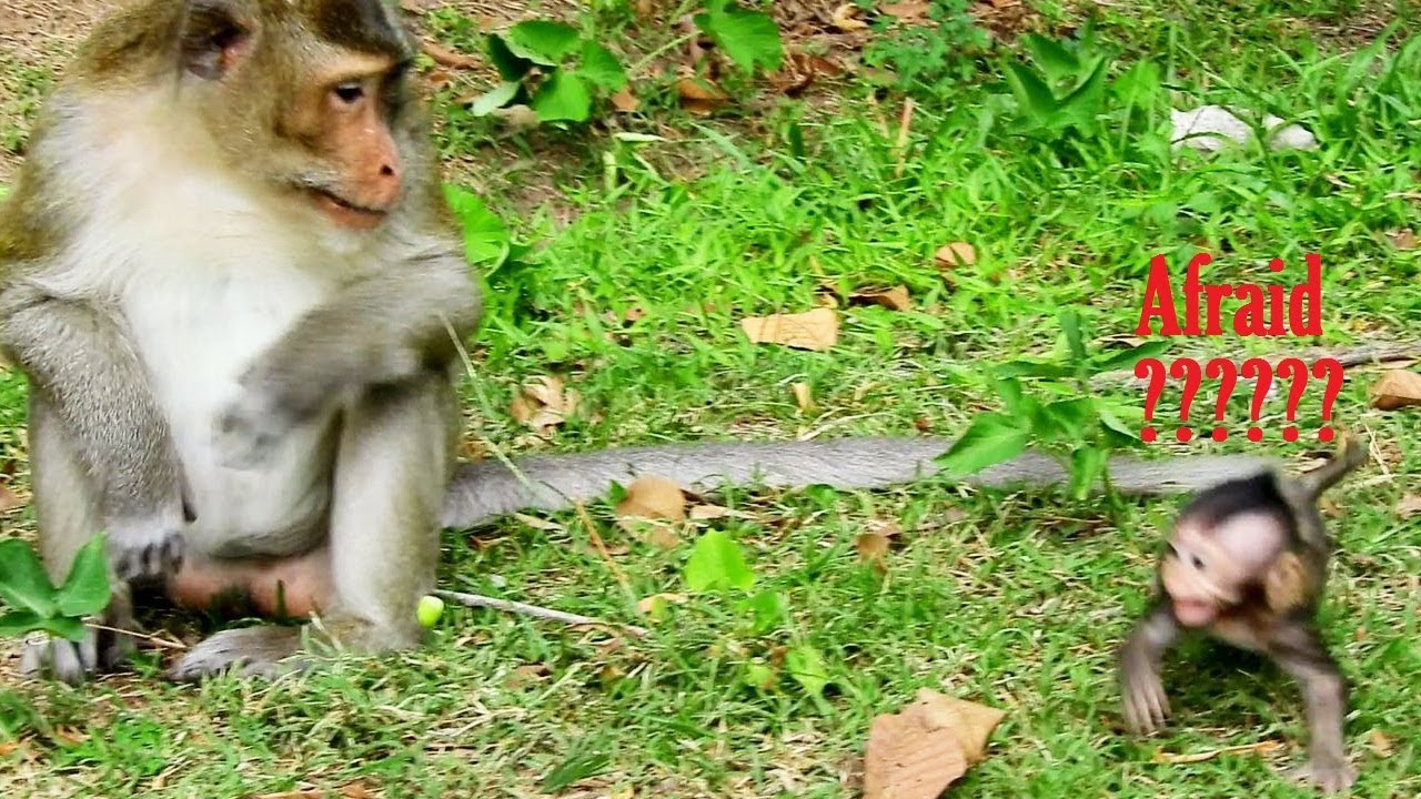 foundry Lizza Million scares from King Monkey/King Looking At Lizza why lizza Crying and Scare