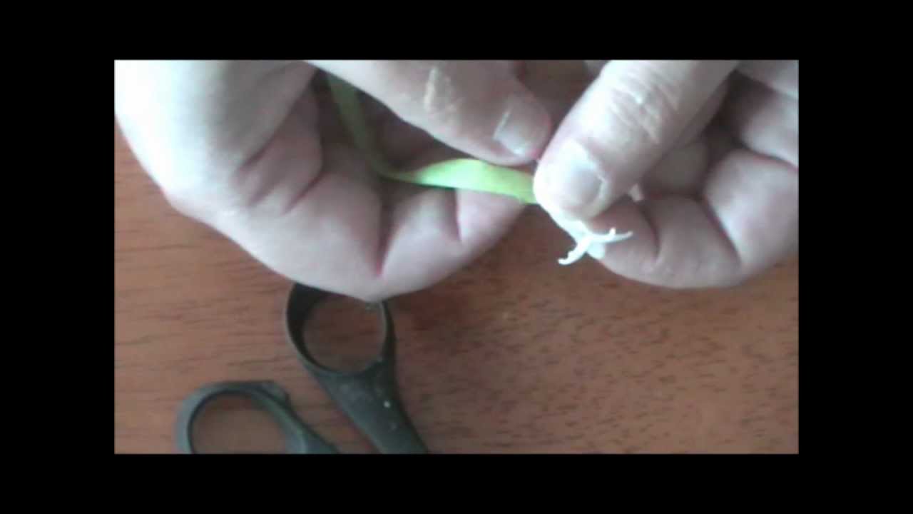 #12 - JASMINE (FILLER FLOWERS) - OZZIE CAKE DECORATING