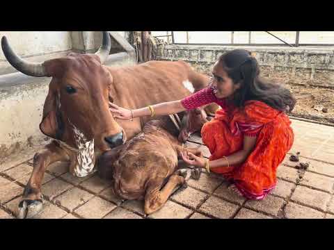 Gou sevane govindudi seva#Gouseva#Sanathana Hindu