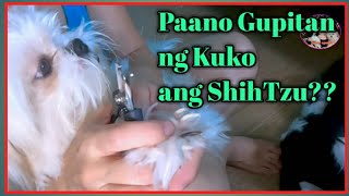 Paano Maggupit ng Kuko ng Shihtzu?/Nail Clipper for Dog/ jenny apelo