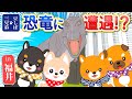 【福井旅行】豆しば三兄弟、恐竜の国へ行く！🦕｜恐竜博物館＆ディノパーク探検！
