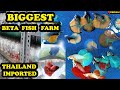 Thailand Imported Fighter fish for low price  |  fish farm in Kolathur| Wholesale price|Sales