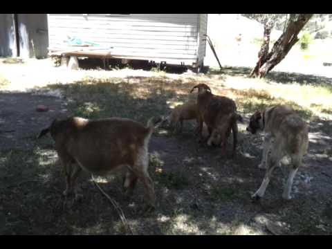 Armenian Gampr LGD & Goats - YouTube