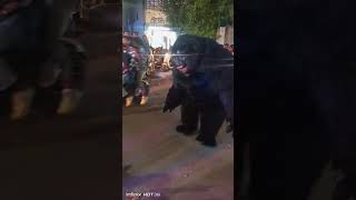 भालू का जबरदस्त डांस 🤩 | Funny Bear Dance Video 🐻💃#bhalu#dance❤️❤️