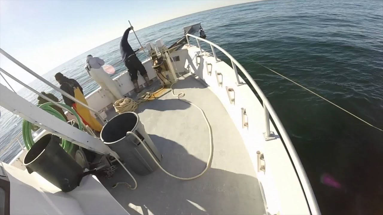 Wreck Fishing For Tog With Osprey In NJ YouTube