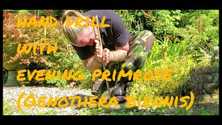 Hand drill with evening primrose
