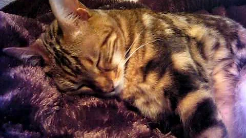 Video 632431: brown female bengal, bengal color