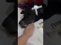 ساشا خان امروز تو بابا امان از رو تپه افتاد و زیر گوشش پاره شده جمعه هم هست و دامپزشک ها تعطیلن
