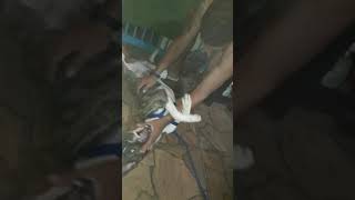 Zeus Todo Desconfiado Papai Ama