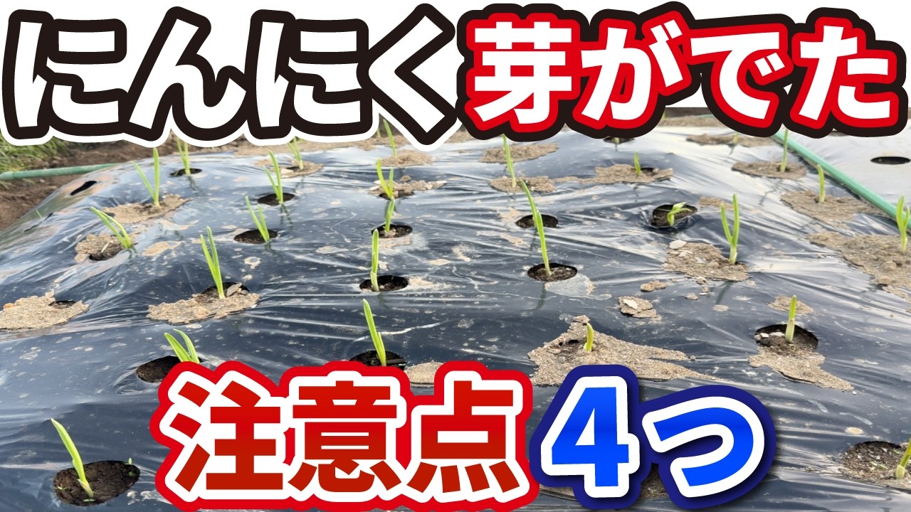 【にんにく】芽がでたら絶対にやるべき4つの重要作業【大きく育ちます】