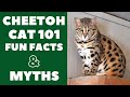 Cheetoh Cats 101 : Fun Facts & Myths の動画、YouTube動画。