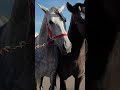 Handsome Spanish Stallone Verona Horse Fair 2022, Italy