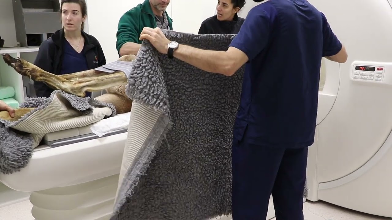 ¿Habéis visto alguna vez cómo se hace una RESONANCIA a un canguro? 😳