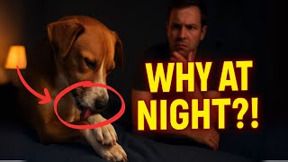 Why Dogs Lick Their Paws at Night — Vet Explains the REAL Reason!