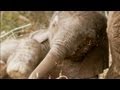 African Baby Elephants | Amazing Animal Babies | Earth Unplugged