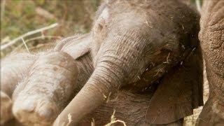 African Baby Elephants | Amazing Animal Babies | Earth Unplugged