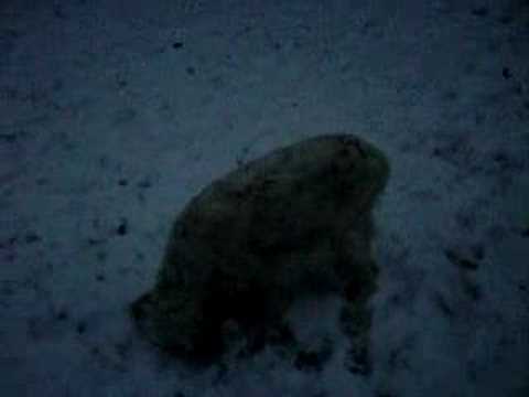 Medina im schnee (kassel)