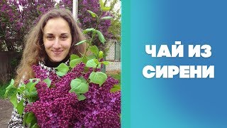 Чай из сирени | Оригинальный чай из сирени | Чай своими руками