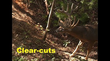 Big woods Clear cuts