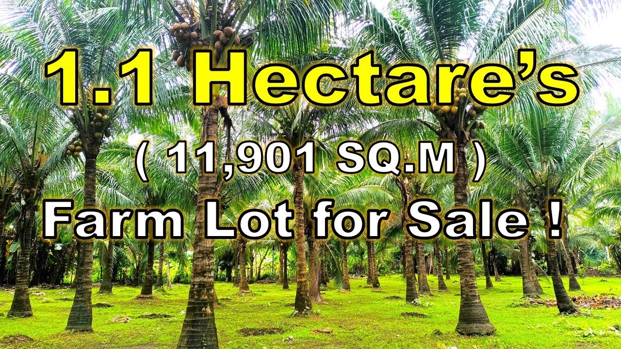 ПРОДАЕТСЯ ФЕРМЕРСКИЙ УЧАСТОК ПЛОЩАДЬЮ 1,1 ГЕКТАРА (ОБЪЕКТ № 215) ГОРОД САН-ПАБЛО, ЛАГУНА