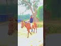 #viralreels #horseriding #bhojpuri #tranding #raning #goodnight #rajesh #badsha dekhne jaenge jab💪🔥🐎