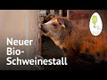 Bio-Schweinehaltung im Aktivstall – Biobauernhof | Landwirtschaft am LindenGut