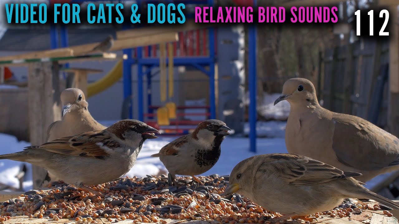 Jam Packed Bird Feeder Platform Michigan Wildlife 112 YouTube