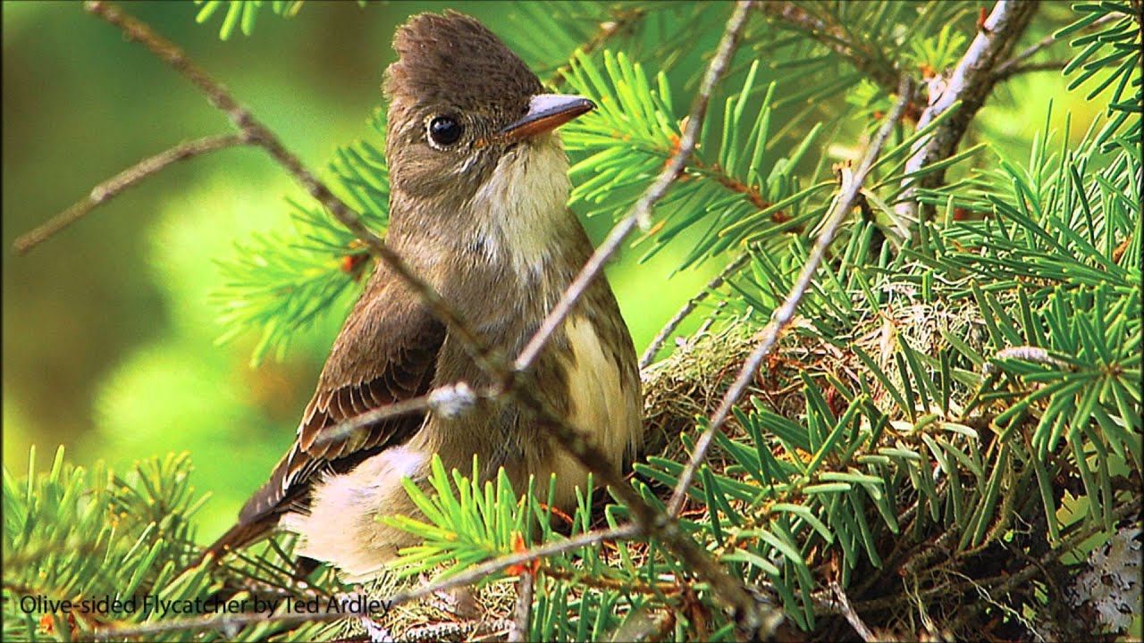 Olive-sided Flycatcher Song 