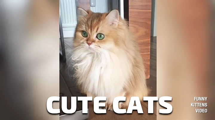 Video 11870411: best funny cats compilation, laugh cats compilation, cats compilation cute