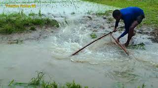 Really Amazing Push Net Fishing in Rainy Day ! Best Fish Catch by Net। Awesome Net Fishing