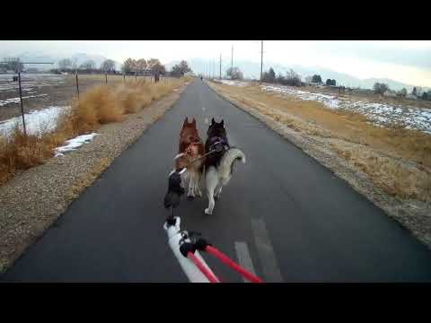 Video: Mushing Con Il Tuo Cane: Le Basi