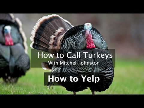 Learn How to Call Turkeys: How to Yelp