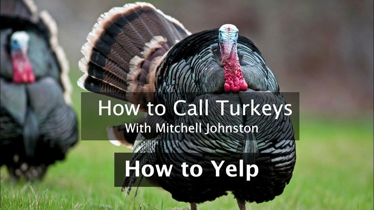 Learn How to Call Turkeys How to Yelp YouTube